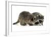 Young Raccoon-cynoclub-Framed Photographic Print