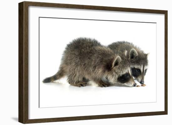 Young Raccoon-cynoclub-Framed Photographic Print