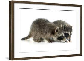 Young Raccoon-cynoclub-Framed Photographic Print