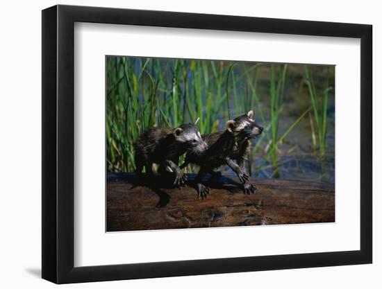 Young Raccoons after First Swim-W. Perry Conway-Framed Photographic Print