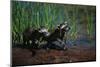 Young Raccoons after First Swim-W. Perry Conway-Mounted Photographic Print