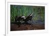 Young Raccoons after First Swim-W. Perry Conway-Framed Photographic Print