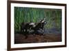 Young Raccoons after First Swim-W. Perry Conway-Framed Photographic Print