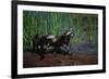 Young Raccoons after First Swim-W. Perry Conway-Framed Photographic Print