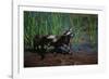 Young Raccoons after First Swim-W. Perry Conway-Framed Photographic Print