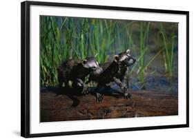 Young Raccoons after First Swim-W. Perry Conway-Framed Photographic Print