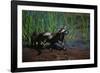 Young Raccoons after First Swim-W. Perry Conway-Framed Photographic Print