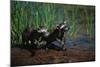 Young Raccoons after First Swim-W. Perry Conway-Mounted Photographic Print