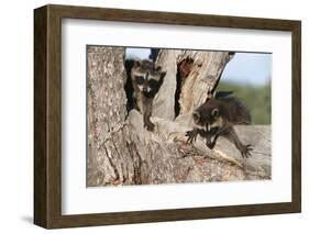 Young Raccoons in Tree, Montana-Richard and Susan Day-Framed Photographic Print