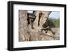 Young Raccoons in Tree, Montana-Richard and Susan Day-Framed Photographic Print