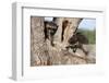 Young Raccoons in Tree, Montana-Richard and Susan Day-Framed Photographic Print