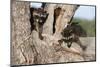 Young Raccoons in Tree, Montana-Richard and Susan Day-Mounted Photographic Print