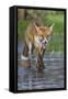 Young Red Fox (Vulpes Vulpes) Walking over Ice of Frozen Pond in Garden, Bristol, UK, February-Bertie Gregory-Framed Stretched Canvas