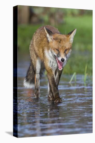 Young Red Fox (Vulpes Vulpes) Walking over Ice of Frozen Pond in Garden, Bristol, UK, February-Bertie Gregory-Stretched Canvas