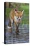 Young Red Fox (Vulpes Vulpes) Walking over Ice of Frozen Pond in Garden, Bristol, UK, February-Bertie Gregory-Stretched Canvas