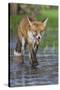 Young Red Fox (Vulpes Vulpes) Walking over Ice of Frozen Pond in Garden, Bristol, UK, February-Bertie Gregory-Stretched Canvas