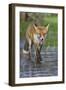 Young Red Fox (Vulpes Vulpes) Walking over Ice of Frozen Pond in Garden, Bristol, UK, February-Bertie Gregory-Framed Photographic Print