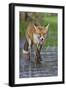 Young Red Fox (Vulpes Vulpes) Walking over Ice of Frozen Pond in Garden, Bristol, UK, February-Bertie Gregory-Framed Photographic Print