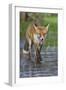 Young Red Fox (Vulpes Vulpes) Walking over Ice of Frozen Pond in Garden, Bristol, UK, February-Bertie Gregory-Framed Photographic Print