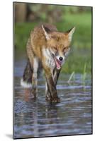 Young Red Fox (Vulpes Vulpes) Walking over Ice of Frozen Pond in Garden, Bristol, UK, February-Bertie Gregory-Mounted Photographic Print