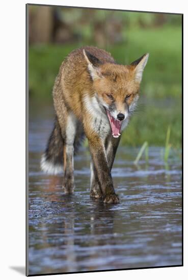 Young Red Fox (Vulpes Vulpes) Walking over Ice of Frozen Pond in Garden, Bristol, UK, February-Bertie Gregory-Mounted Photographic Print