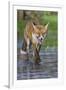 Young Red Fox (Vulpes Vulpes) Walking over Ice of Frozen Pond in Garden, Bristol, UK, February-Bertie Gregory-Framed Photographic Print