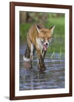 Young Red Fox (Vulpes Vulpes) Walking over Ice of Frozen Pond in Garden, Bristol, UK, February-Bertie Gregory-Framed Photographic Print