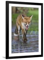 Young Red Fox (Vulpes Vulpes) Walking over Ice of Frozen Pond in Garden, Bristol, UK, February-Bertie Gregory-Framed Photographic Print