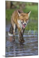 Young Red Fox (Vulpes Vulpes) Walking over Ice of Frozen Pond in Garden, Bristol, UK, February-Bertie Gregory-Mounted Photographic Print