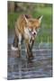 Young Red Fox (Vulpes Vulpes) Walking over Ice of Frozen Pond in Garden, Bristol, UK, February-Bertie Gregory-Mounted Photographic Print