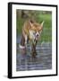 Young Red Fox (Vulpes Vulpes) Walking over Ice of Frozen Pond in Garden, Bristol, UK, February-Bertie Gregory-Framed Photographic Print