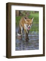 Young Red Fox (Vulpes Vulpes) Walking over Ice of Frozen Pond in Garden, Bristol, UK, February-Bertie Gregory-Framed Photographic Print