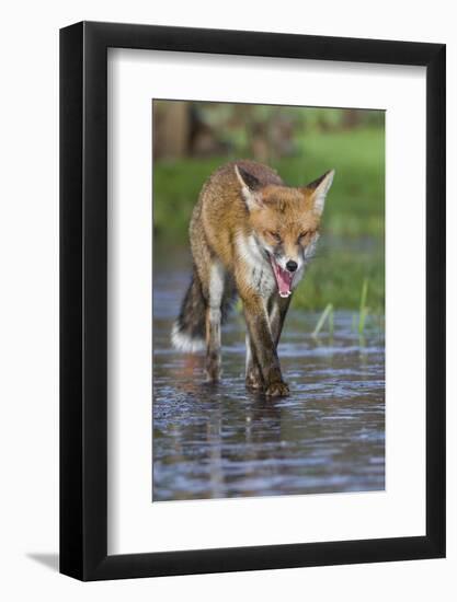 Young Red Fox (Vulpes Vulpes) Walking over Ice of Frozen Pond in Garden, Bristol, UK, February-Bertie Gregory-Framed Photographic Print