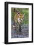 Young Red Fox (Vulpes Vulpes) Walking over Ice of Frozen Pond in Garden, Bristol, UK, February-Bertie Gregory-Framed Photographic Print