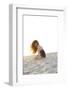 Young Red-Haired Woman with Curly Hair on the Beach-Axel Schmies-Framed Photographic Print