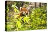 Young Red Panda Eating Bamboo Leaves-luckybusiness-Stretched Canvas