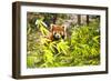 Young Red Panda Eating Bamboo Leaves-luckybusiness-Framed Photographic Print