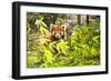 Young Red Panda Eating Bamboo Leaves-luckybusiness-Framed Photographic Print