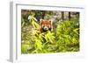 Young Red Panda Eating Bamboo Leaves-luckybusiness-Framed Photographic Print