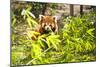 Young Red Panda Eating Bamboo Leaves-luckybusiness-Mounted Photographic Print