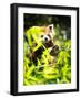 Young Red Panda Eating Leaves in Nature-luckybusiness-Framed Photographic Print