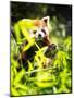 Young Red Panda Eating Leaves in Nature-luckybusiness-Mounted Photographic Print