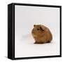Young Red Smooth-Haired Male Guinea Pig-Jane Burton-Framed Stretched Canvas
