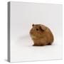 Young Red Smooth-Haired Male Guinea Pig-Jane Burton-Stretched Canvas
