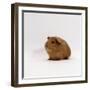 Young Red Smooth-Haired Male Guinea Pig-Jane Burton-Framed Photographic Print