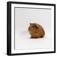 Young Red Smooth-Haired Male Guinea Pig-Jane Burton-Framed Photographic Print