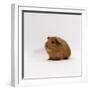 Young Red Smooth-Haired Male Guinea Pig-Jane Burton-Framed Photographic Print