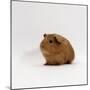 Young Red Smooth-Haired Male Guinea Pig-Jane Burton-Mounted Photographic Print