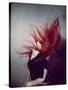 Young Redhead Throwing Head Back-Vania Stoyanova-Stretched Canvas