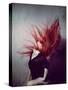 Young Redhead Throwing Head Back-Vania Stoyanova-Stretched Canvas